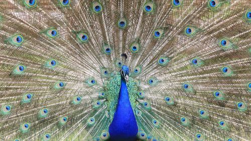 Close-up of peacock