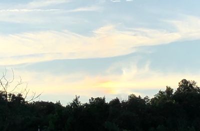 Low angle view of silhouette trees against sky during sunset