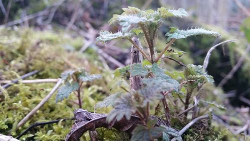 Close-up of plant against blurred background