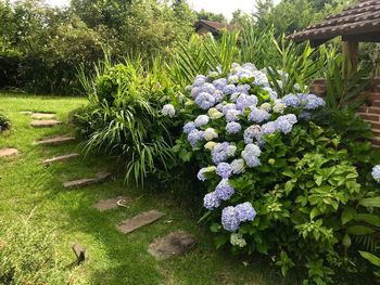 White flowering plants in park