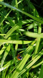 Close-up of ladybug on grass