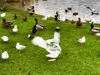 High angle view of swans and ducks on lake