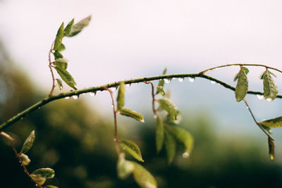 Close-up of wet plants