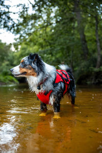 Dog running in lake