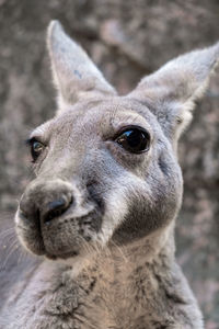 Close-up portrait of a kangaroo