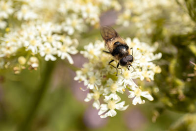 Close-up of bee pollinating on flower