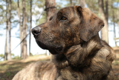 Close-up of dog