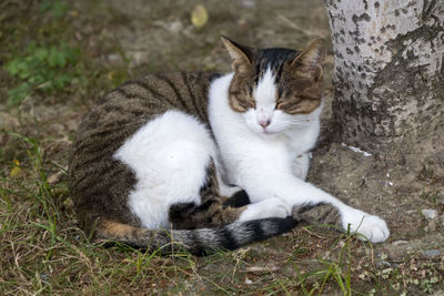 Close-up of cat lying on field