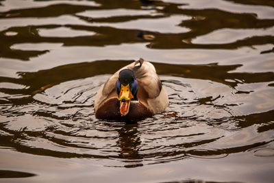 Duck swimming in a lake