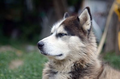 Close-up of dog looking away