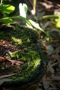 Close-up of snake on plant