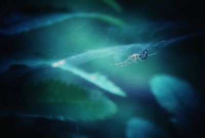 Close-up of jellyfish swimming in water