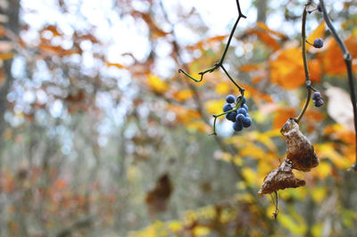 Close-up of berries growing on tree