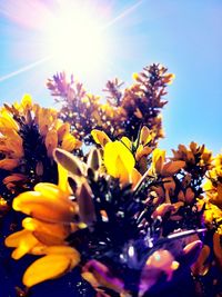 Close-up of yellow flowers blooming against sky