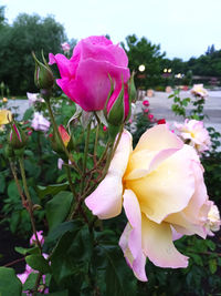 Close-up of pink rose