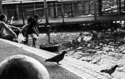 Pigeons perching on footpath