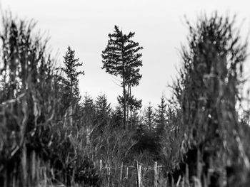 Low angle view of trees against clear sky