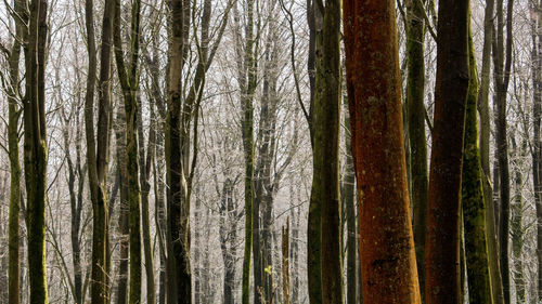 Full frame shot of bamboo trees in forest