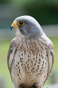 Close up portrait of a common kestrel 