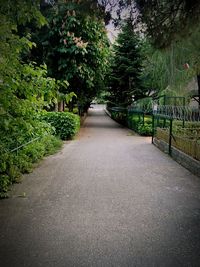 Empty road along trees