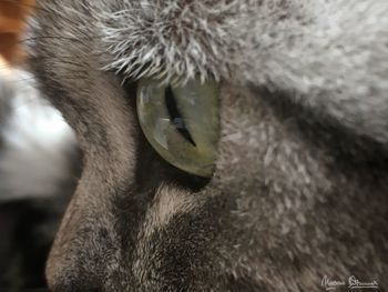 Close-up of lizard