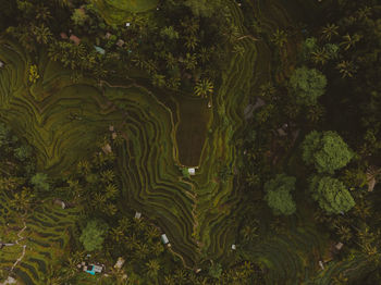 High angle view of trees growing in farm