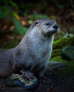 Close-up of otter on rock