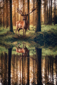 Deer in a forest