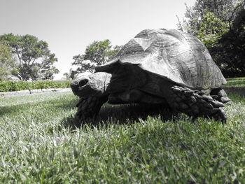 Close-up of tortoise on field against clear sky