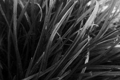 Full frame shot of plants