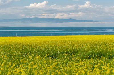 Scenic view of oilseed rape field against sky