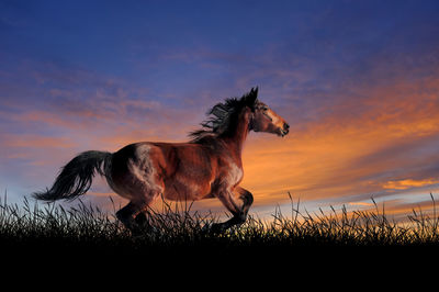 Horse against on the background of sunset sky