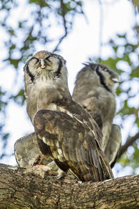 Low angle view of birds perching on branch