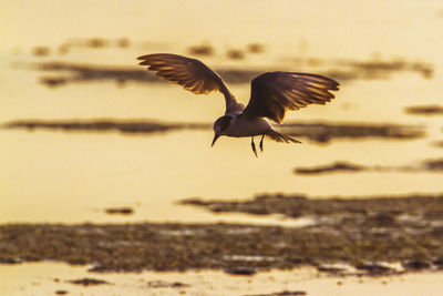 Seagulls flying over sea