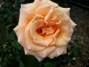 Close-up of rose