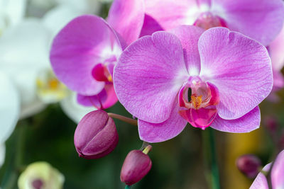 Close-up of pink flowering plant