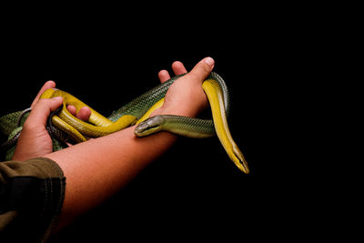 Cropped hand holding snake against black background