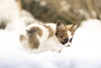 Portrait of a cute papillon puppy playing in the snow and looking into the camera