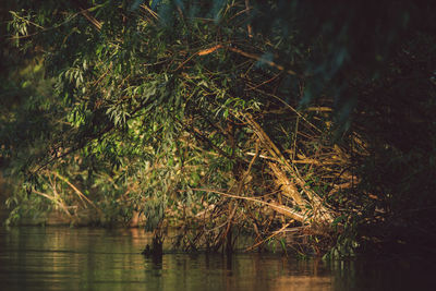 Scenic view of lake in forest