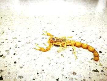 Close-up of insect on ground