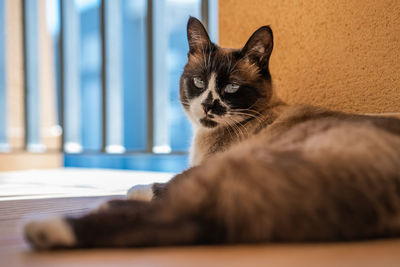 Close-up of a cat resting at home