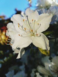 Close-up of white flower