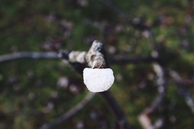 Close-up of ice on a branch