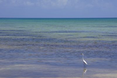 Crane standing in river water