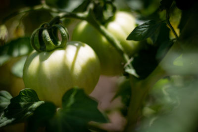 Close-up of fruit growing on plant