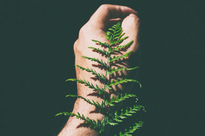 Woman hand holding leaf