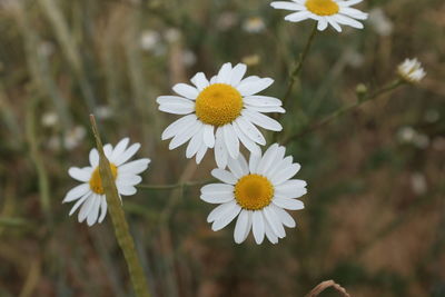 High angle view of chamomile flowers growing on field