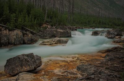 Scenic view of waterfall in forest