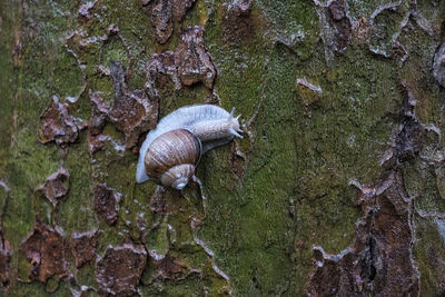 Close-up of snail on moss