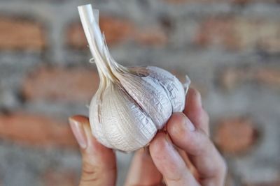 Close-up of hand holding garlic